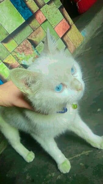 blue eyes cat Russian breed white full colour 1