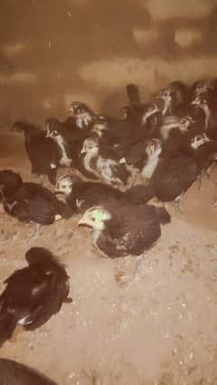 Australorp chickes and agg aseel checks for sall and incubator sall 0