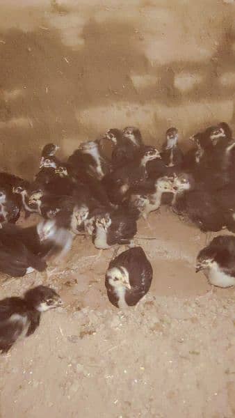 Australorp chickes and agg aseel checks for sall and incubator sall 1