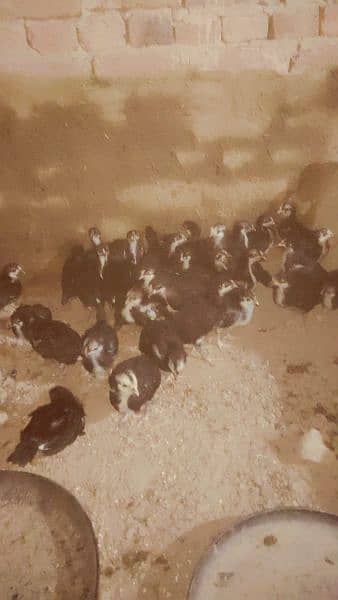 Australorp chickes and agg aseel checks for sall and incubator sall 2