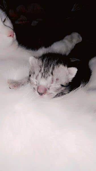 kitten 1