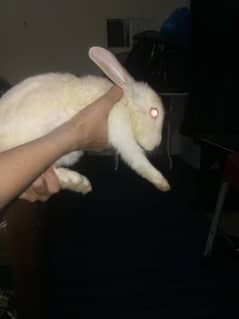Two rabbit baby red eyes for sale