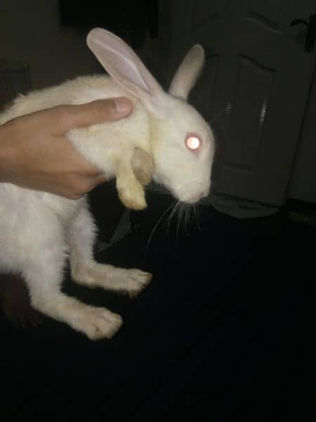 Two rabbit baby red eyes for sale 1