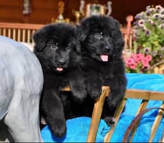 Black German Shepherd Long Haired Male puppy