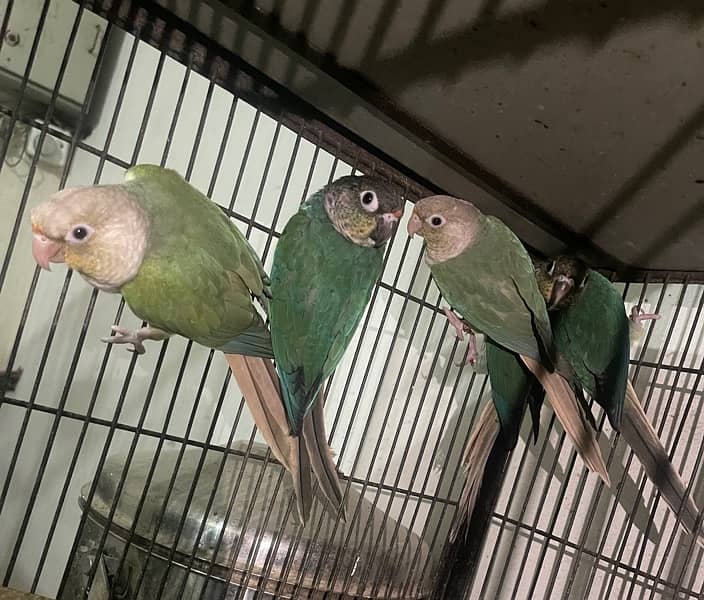 Blue turquoise conure and blue cinnamon conure 3