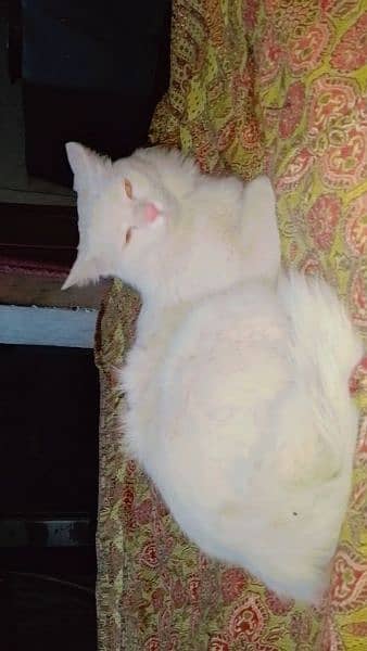 Persian cat for sale male 2