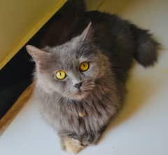 double coat persian  cat