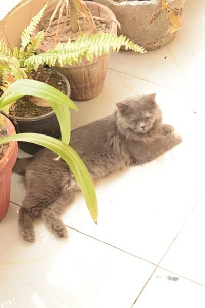double coat persian  cat 3