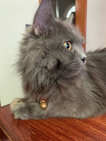 double coat persian  cat 6