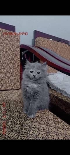 Persian kittel for sell contact only whtsp 03156903852