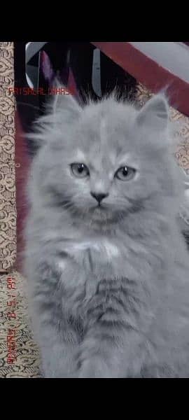 Persian kittel for sell contact only whtsp 03156903852 1