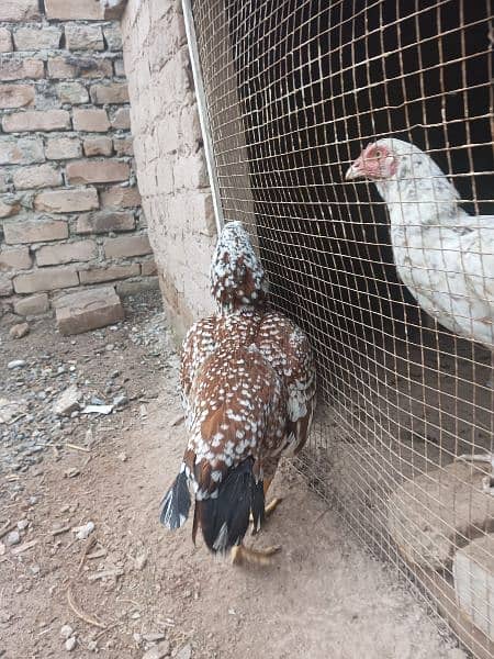 High quality Cheeta aseel breeder madi in small beak available 2