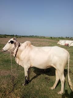 bull fathyjungi Wacha for sale