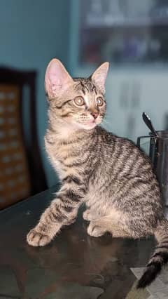 1 month kitten for adoption