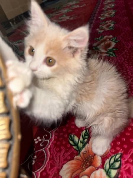 Persian long cotted kitten 1