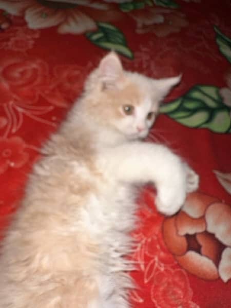 Persian long cotted kitten 7