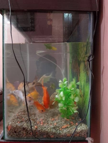 fish with aquarium urgent sale 10
