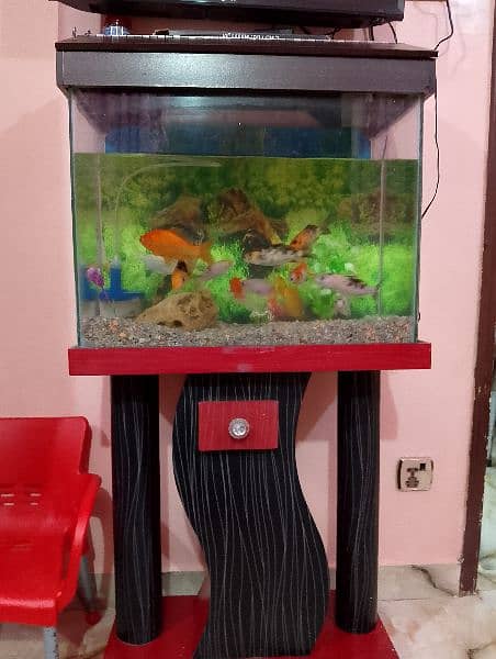 fish with aquarium urgent sale 11