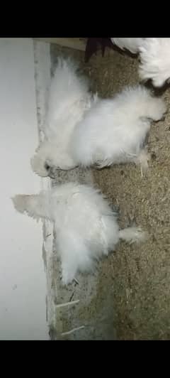 White silkie 2 chicks for sale