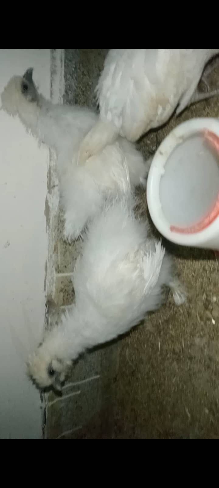 White silkie 2 chicks for sale 1