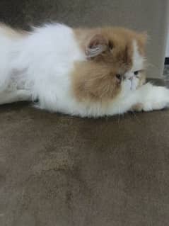 Persian pikki Cat For Sale F11