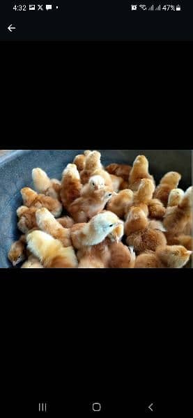 Lohman brown ,RIR,Austrolorp, Turkey chicks 3