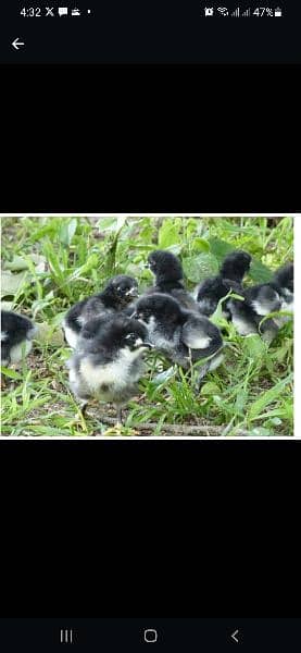 Lohman brown ,RIR,Austrolorp, Turkey chicks 4