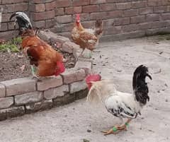 Desi Golden Misri Murghi (Hen) & Murgha (Cock / Rooster)