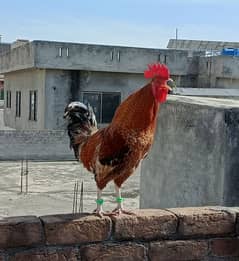 Desi Golden Misri Murghi (Hen) & Murgha (Cock) Rooster