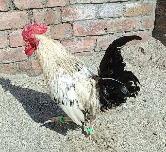 Desi Golden Misri Murgha (Cock) Rooster 2