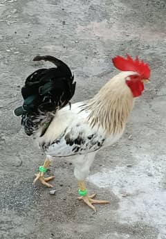 Desi Golden Misri Murgha (Cock) Rooster