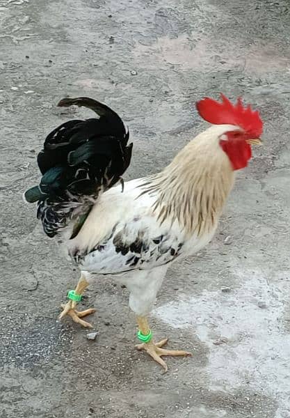 Desi Golden Misri Murgha (Cock) Rooster 3
