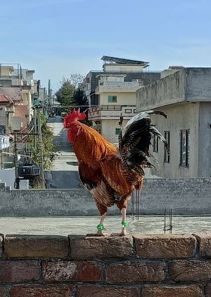 Desi Golden Misri Murgha (Cock) Rooster 4