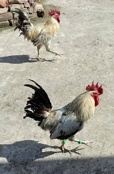 Desi Golden Misri Murgha (Cock) Rooster 5