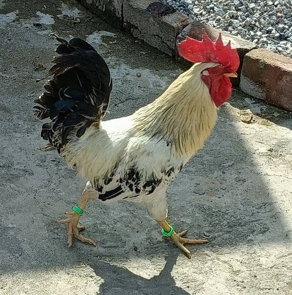 Desi Golden Misri Murgha (Cock) Rooster 6