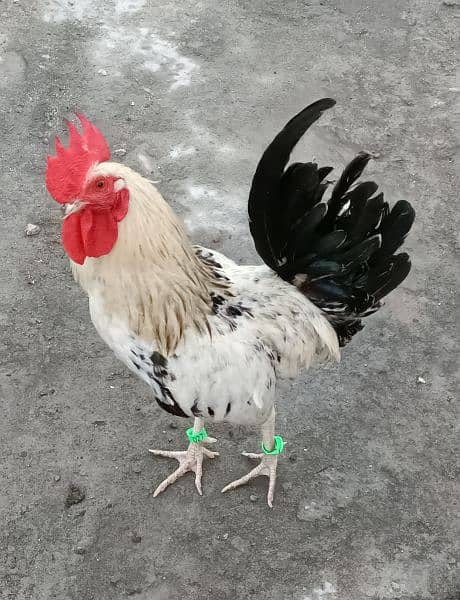 Desi Golden Misri Murgha (Cock) Rooster 1