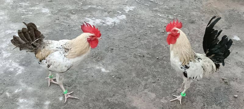 Desi Golden Misri Murgha (Cock) Rooster 8