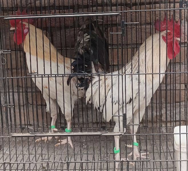 Desi Golden Misri Murgha (Cock) Rooster 9