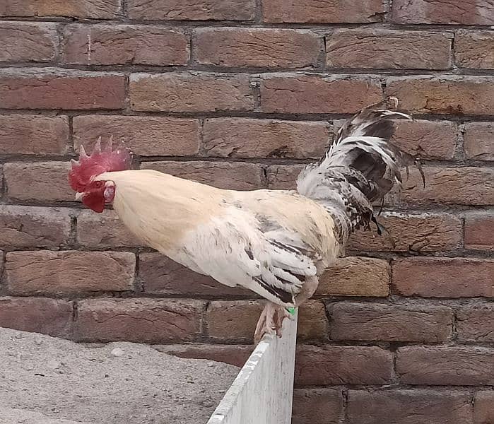Desi Golden Misri Murgha (Cock) Rooster 12