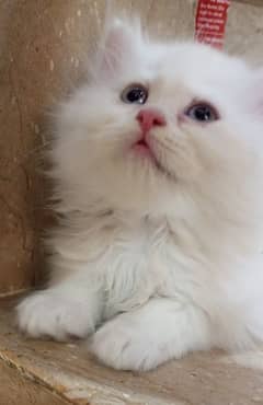 Persian kittens 0