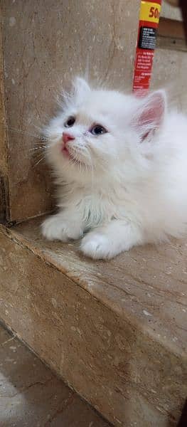 Persian kittens 3