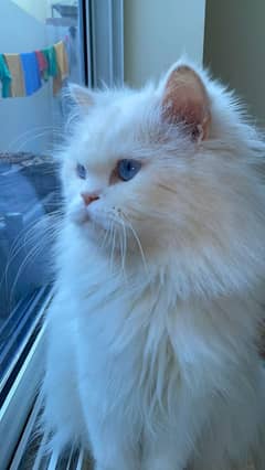 Persian Cat Blue Eyes
