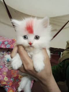 Persian cats baby 0
