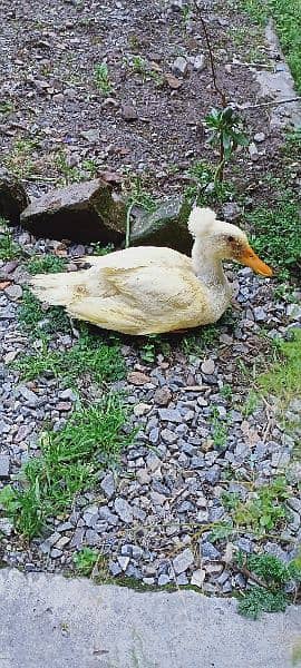 crested duck female 4