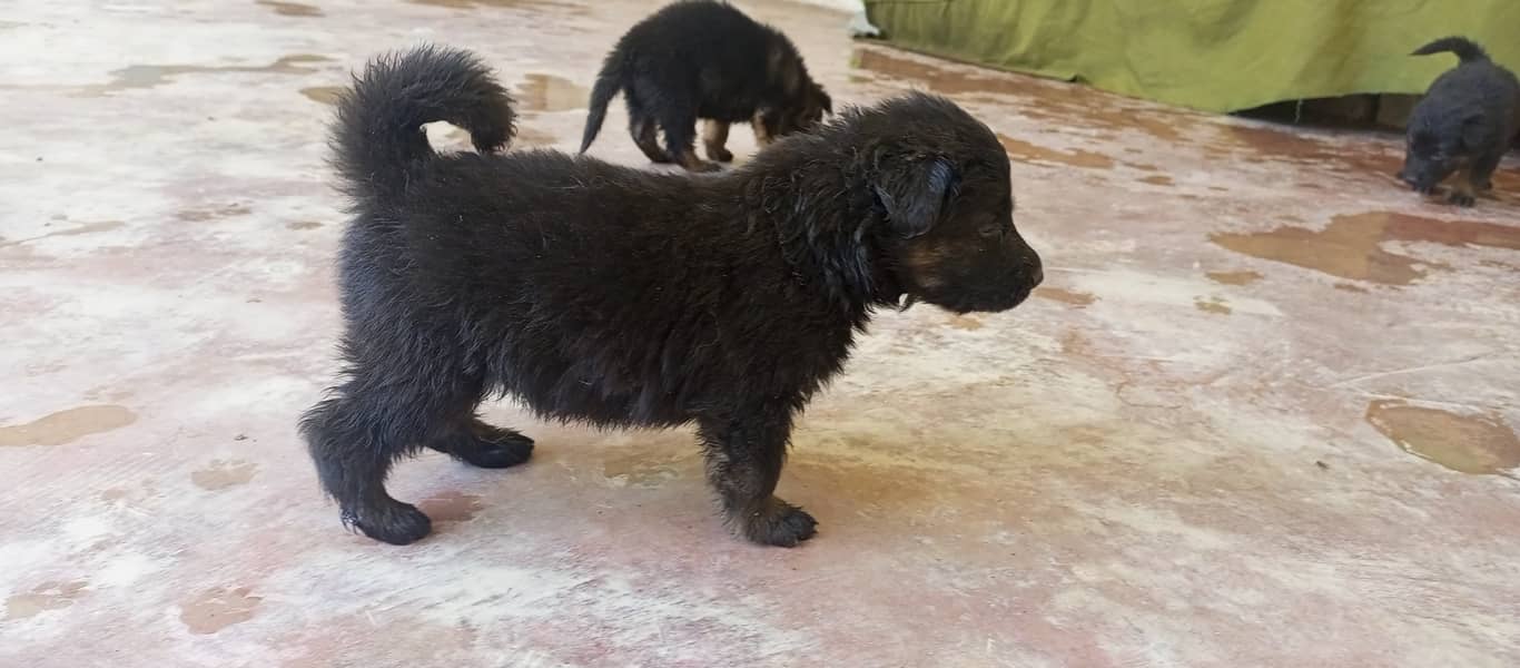 Black German shefard long coat pedigree puppies 0