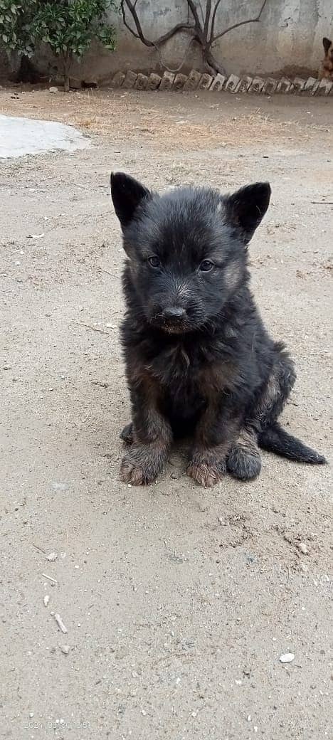 Black German shefard long coat pedigree puppies 1