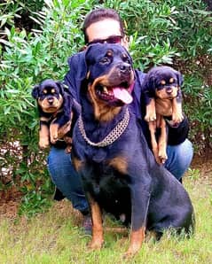 Rottweiler puppies are available for sale parents are also impoterd
