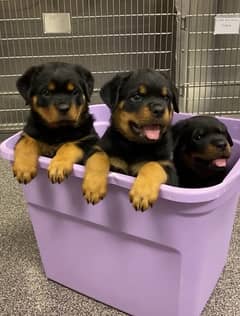 Rottweiler puppies are available for sale imported parents