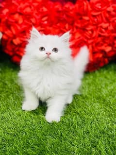 Persian Bi color Male Kitten