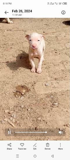 Gulltria dog for sale 0